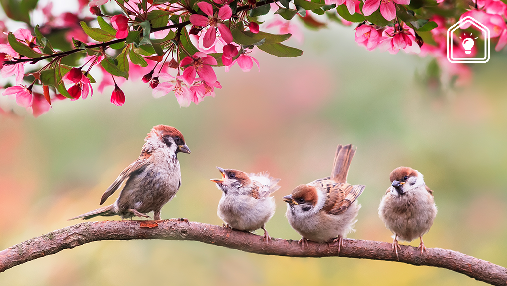 Met deze tips kun jij de vogels in jouw tuin een handje helpen
